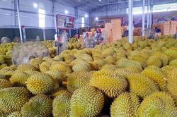 Giá sầu riêng ngày 22/1: Duy trì mức cao 90.000 đồng/kg do nhu cầu Tết tăng mạnh