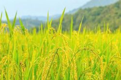 Giá lúa gạo hôm nay 22/1: Gạo nguyên liệu xuất khẩu tăng 300 đồng/kg