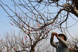 Công phu nghề chăm và cho thuê đào cổ thụ chơi Tết