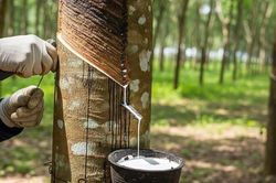 Giá cao su ngày 23/1: Thị trường thế giới tăng đồng loạt, Nhật Bản tăng mạnh 1,5%