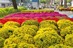 Điểm tên đường hoa, chợ hoa Tết Bính Ngọ 2026 tại TP.HCM