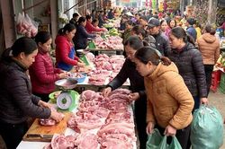 Giá heo hơi hôm nay 24/1/2026: Kỳ vọng mặt bằng cao tiếp diễn