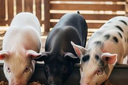 Giá heo hơi ngày 24/1: Thị trường miền Bắc chính thức chạm mốc 80.000 đồng/kg