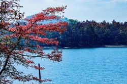 Đắk Lắk: Trải nghiệm mùa thay lá tại rừng khộp lớn nhất Việt Nam