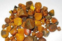 Gia Lai: Phát hiện vật thể nghi là ngưu hoàng hiếm gặp trong túi mật bò