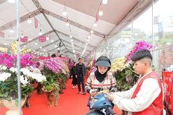 Thị trường cây cảnh, hoa Tết bắt đầu 'nhộn nhịp'