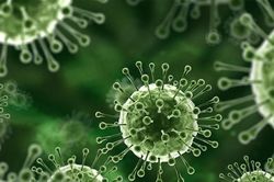 Virus Nipah chưa có vaccine hay thuốc đặc trị theo WHO