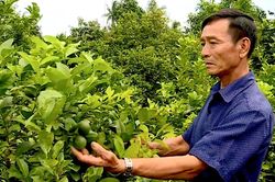 Nỗ lực đưa chanh Cao Lãnh xuất khẩu