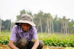 Làng rau Bàu Tròn vào vụ Tết