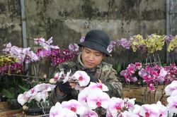 'Kiếm bộn tiền' nhờ nghề tạo dáng cho hoa lan dịp Tết