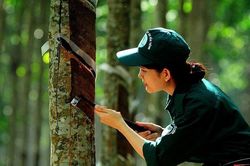 Giá cao su hôm nay 28/1: Thị trường thế giới trái chiều, giá tại Nhật Bản giảm 1,8%