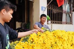 Làng hoa Tây Tựu hối hả vào vụ Tết Bính Ngọ 2026