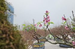 Chợ đào Đất Tổ nhộn nhịp những ngày cận Tết