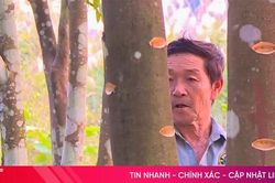 Nghề lạ xứ trầm: Tạo vết thương để 'đánh thức' trầm hương