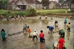 Giáp Tết, ký ức tát cá ao làng thời bao cấp