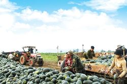 Mùa dưa Tết trên cao nguyên