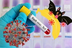 Virus Nipah: Những điều cần biết