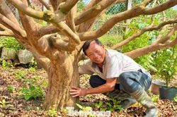 Cận cảnh cụ mai 70 năm độc nhất vô nhị được 'hét giá' 3,5 tỷ đồng