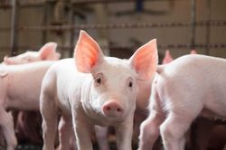 Giá heo hơi hôm nay 31/1: Miền Bắc giảm về 78.000 đồng/kg, miền Nam tăng nhẹ