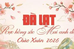 Đà Lạt rực hồng sắc Mai anh đào chào Xuân 2026