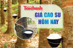 Ngày 31/1: Giá cao su thế giới diễn biến trái chiều