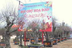 Rộn ràng hội chợ hoa đào tại xứ Thanh mừng Xuân Bính Ngọ 2026