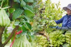 Làng phật thủ lớn nhất miền Bắc khan quả đẹp, giá tăng sát Tết