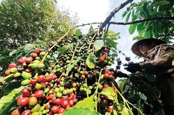 Nông sản Việt chuyển mạnh từ 'lượng' sang 'chất'