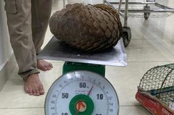 Gặp tê tê quý hiếm khi đi thả cua