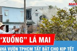 Nhà vườn TPHCM tất bật xuống lá mai cho kịp tết