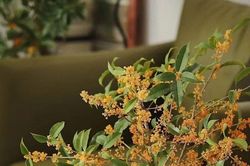 Cổ nhân dạy 'Nhà có cây lớn, đời sau không lo thiếu thốn'