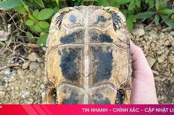 Bàn giao cá thể rùa núi vàng quý hiếm