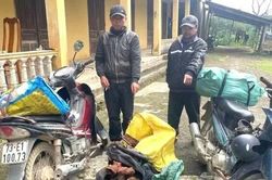 Bắt giữ vụ vận chuyển trái phép gỗ mán đỉa giữa 'cơn sốt' giá bất thường ở Quảng Trị
