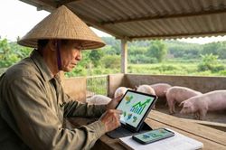 Giá heo hơi hôm nay 5/2/2026: Miền Bắc tiếp tục dẫn đầu cả nước