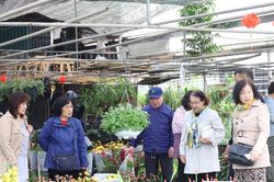 Thủ phủ hoa, cây cảnh miền Bắc tấp nập khách sắm Tết sớm