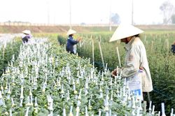 Thời tiết Nghệ An ngày 5/2: Đêm và sáng sớm có mưa nhỏ vài nơi, trời rét