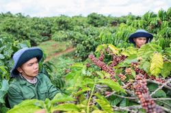 Giá cà phê ngày 5/2: Giảm mạnh 4.600 đồng/kg, thị trường thế giới bán tháo