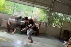 Người đàn ông dùng liềm chiến đấu với rắn hổ mang dài 2 mét