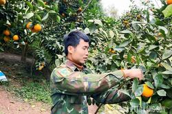 Mùa quả ngọt trên đồi thông cũ