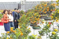 Chợ hoa xuân-điểm nhấn thị trường Tết Bính Ngọ 2026