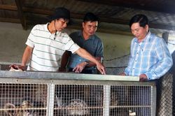 Triển vọng từ nuôi chồn hương