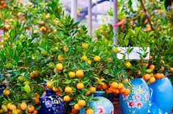Cây cảnh mini 'lên ngôi' dịp Tết Bính Ngọ 2026