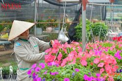 Làng hoa Xuân Quan tấp nập những ngày giáp Tết