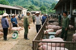 Giá heo hơi hôm nay 7/2: Miền Bắc giữ đỉnh, toàn quốc neo cao