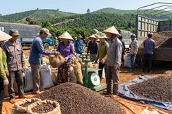 Giá cà phê hôm nay 7/2: Tây Nguyên giữ đỉnh, nông dân hưởng lợi