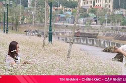 Ngắm hoa tam giác mạch giữa đại ngàn Vũ Quang