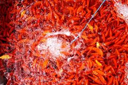 Sắm 'xế đỏ' tiễn táo quân