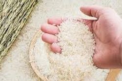 Giá lúa gạo ngày 10/2/2026: Thị trường ổn định, lúa thơm neo ở mức 6.700 đồng/kg