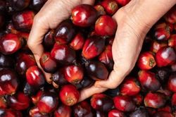 Giá dầu cọ Malaysia giảm về 4.121 ringgit/tấn khi thị trường chờ đợi dữ liệu MPOB
