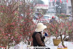 Mai, đào xứ Nghệ giá rẻ vẫn 'ngóng' khách